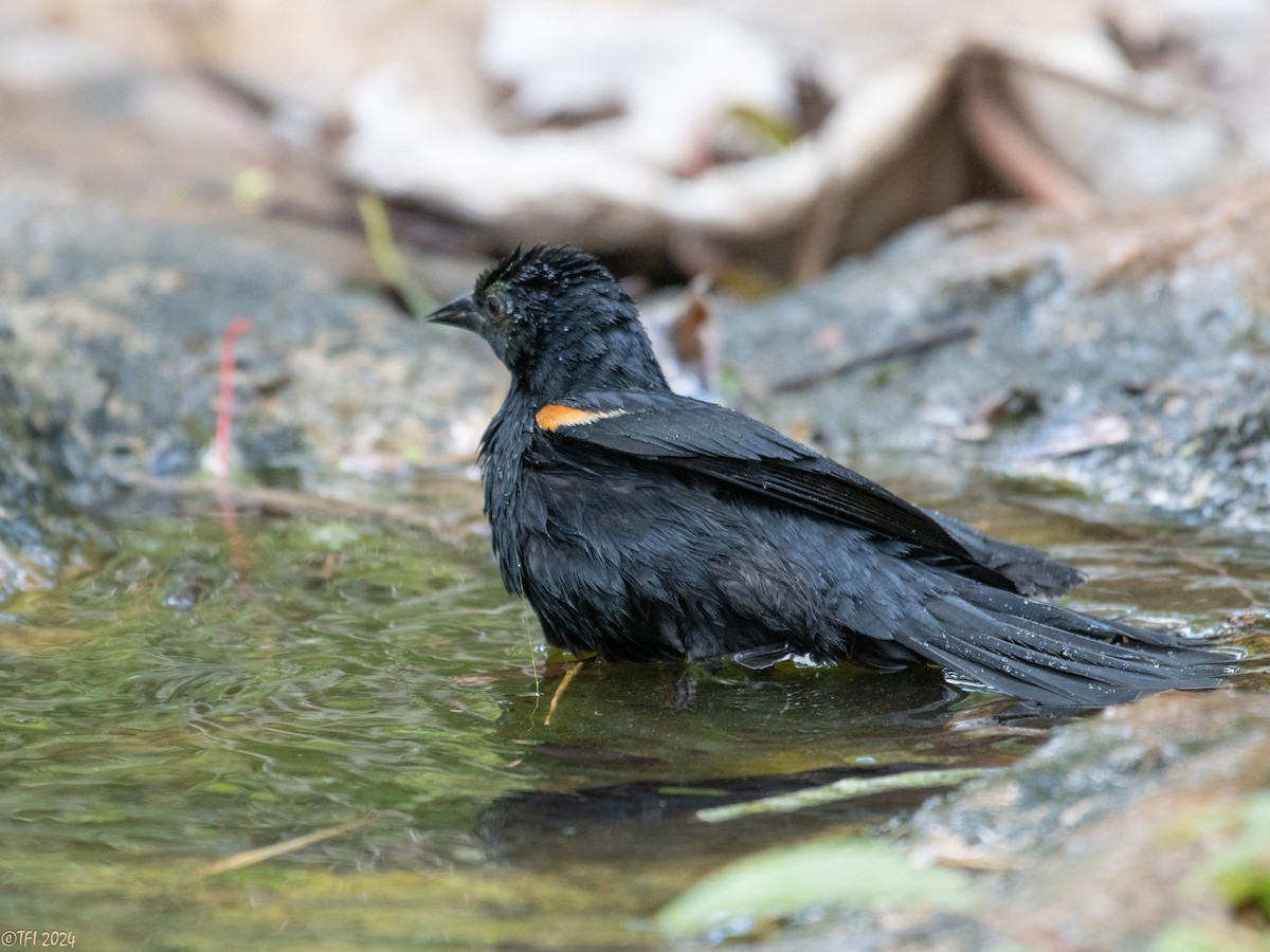 Tawny-shouldered Blackbird - ML621814506