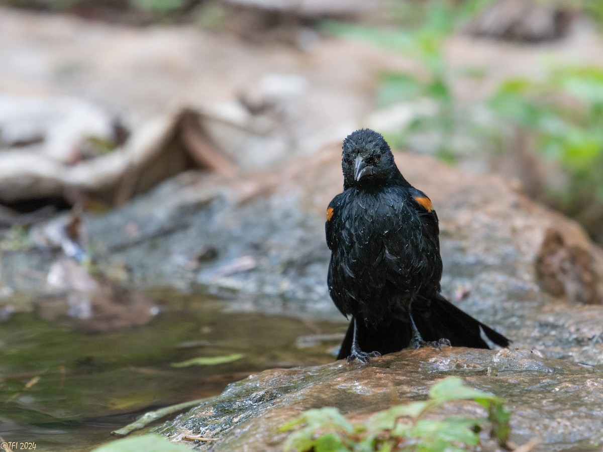 Tawny-shouldered Blackbird - ML621814507