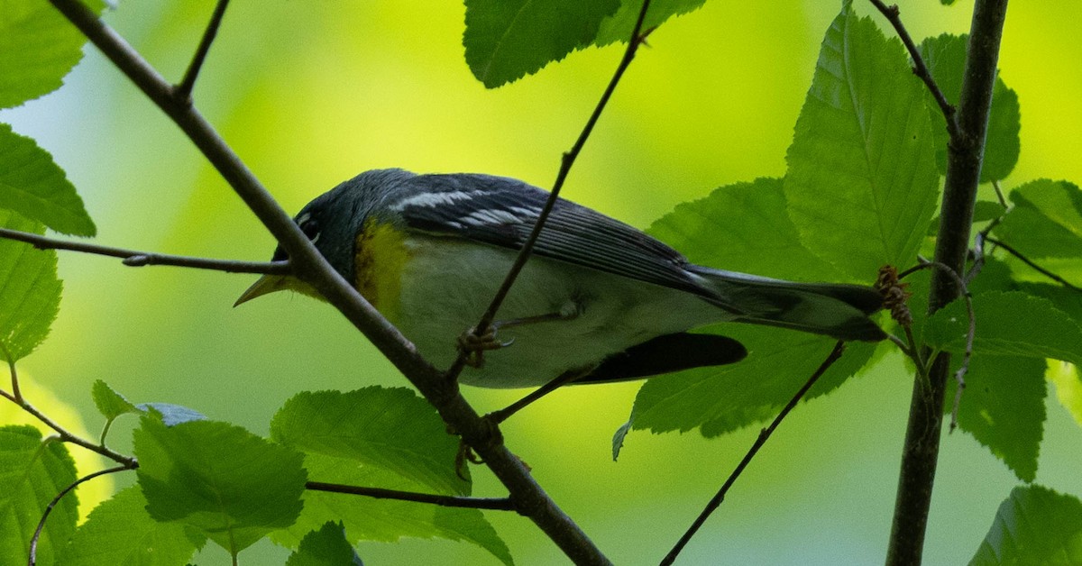 Northern Parula - ML621814508