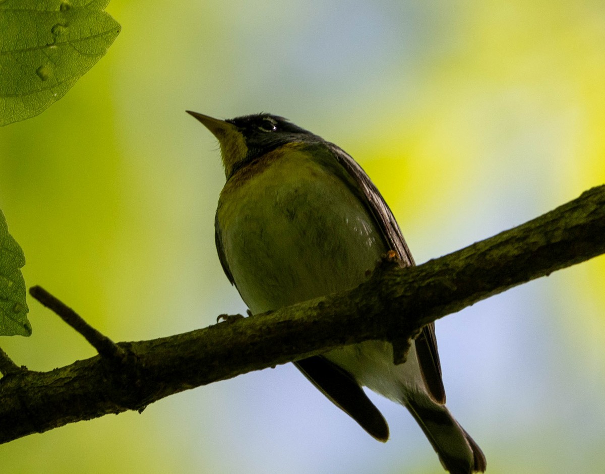 Northern Parula - ML621814509