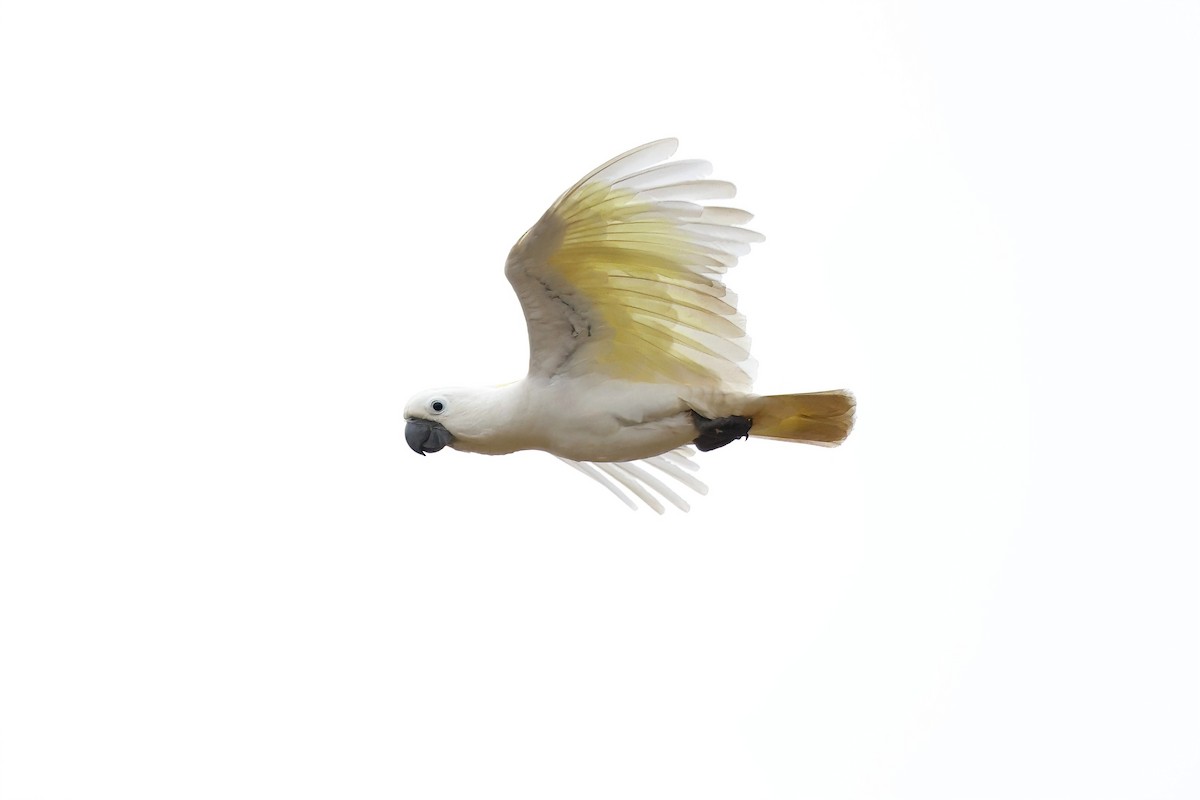 Sulphur-crested Cockatoo - ML621814516