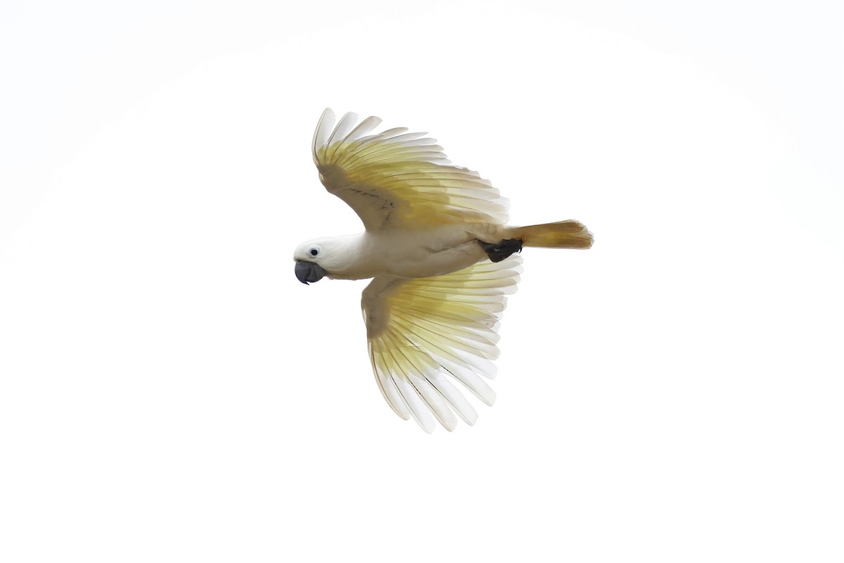 Sulphur-crested Cockatoo - ML621814517