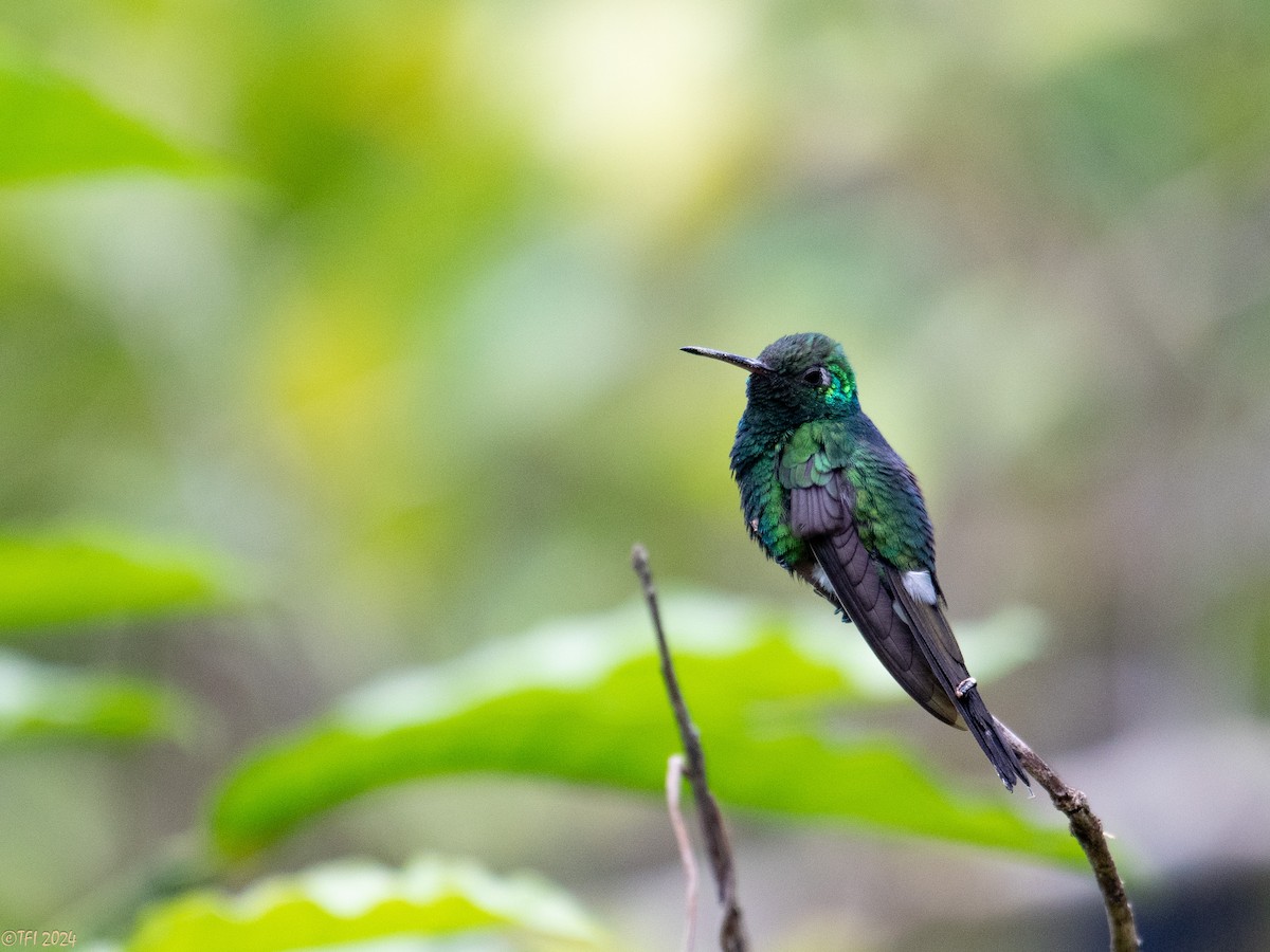 Cuban Emerald - ML621814531