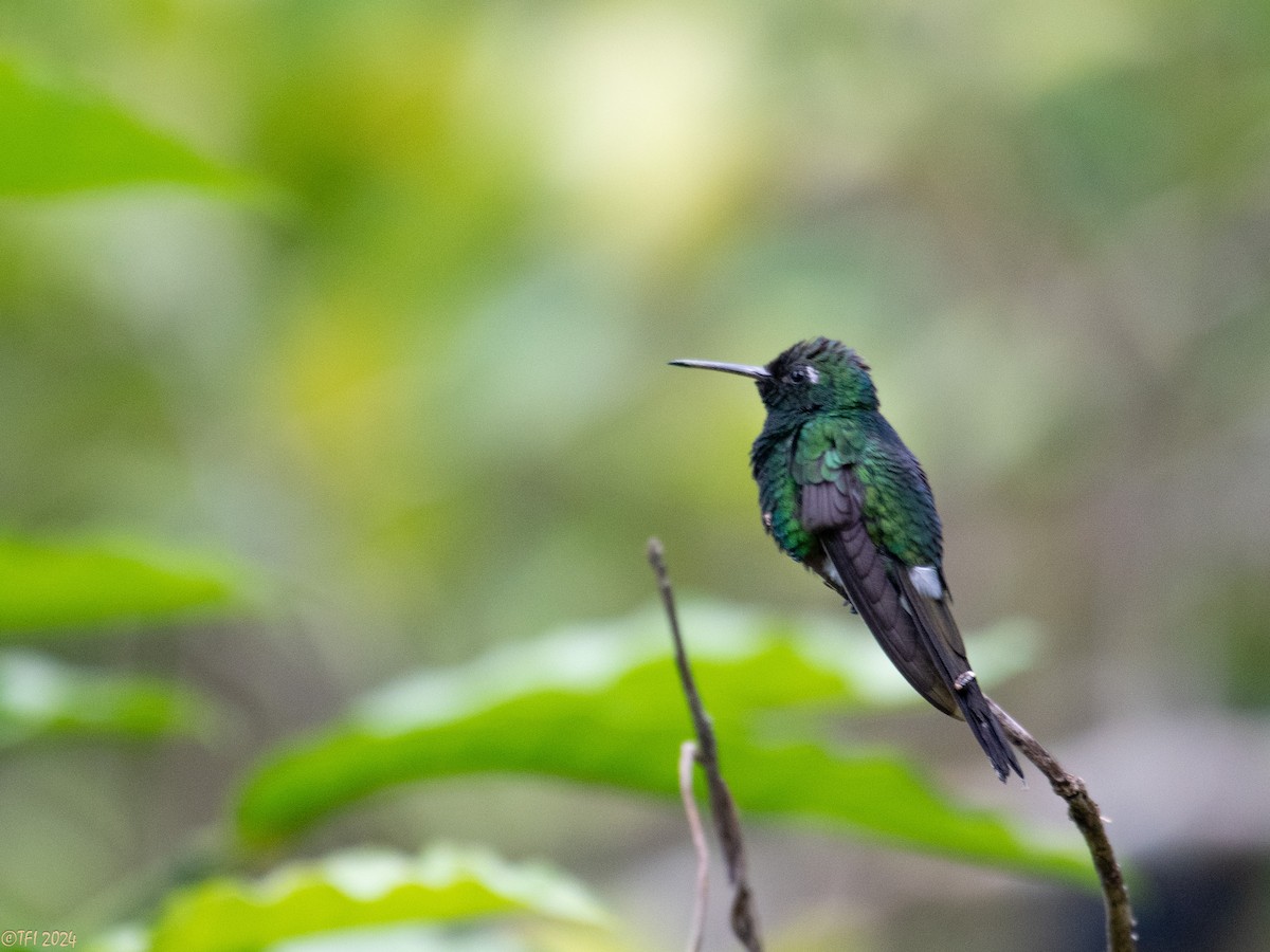 Cuban Emerald - T I