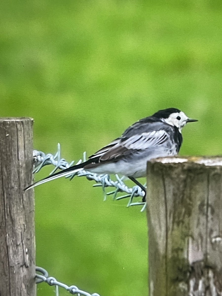 White Wagtail - ML621814550