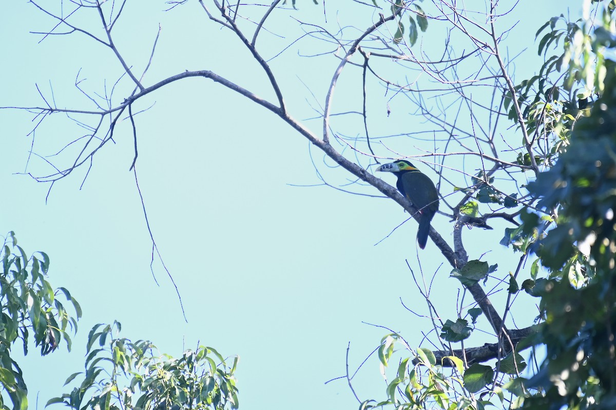 Spot-billed Toucanet - Hannes Leonard