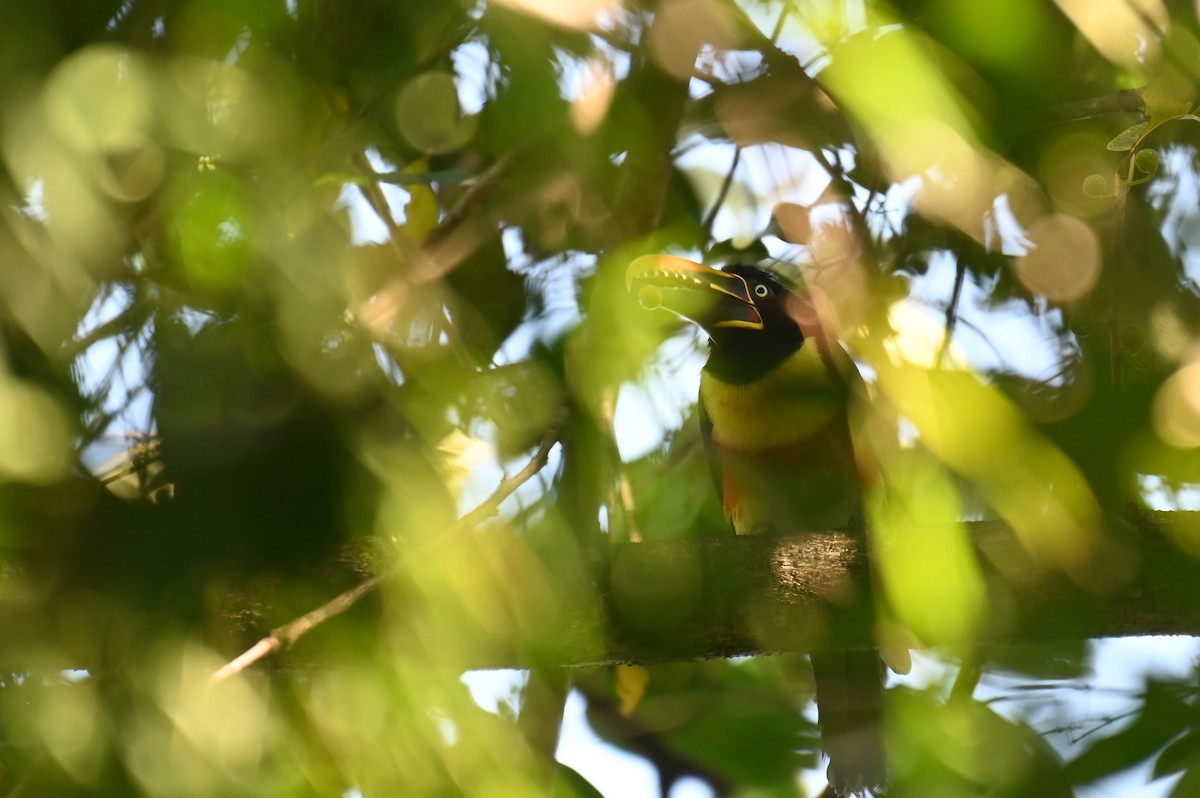 Chestnut-eared Aracari - Hannes Leonard