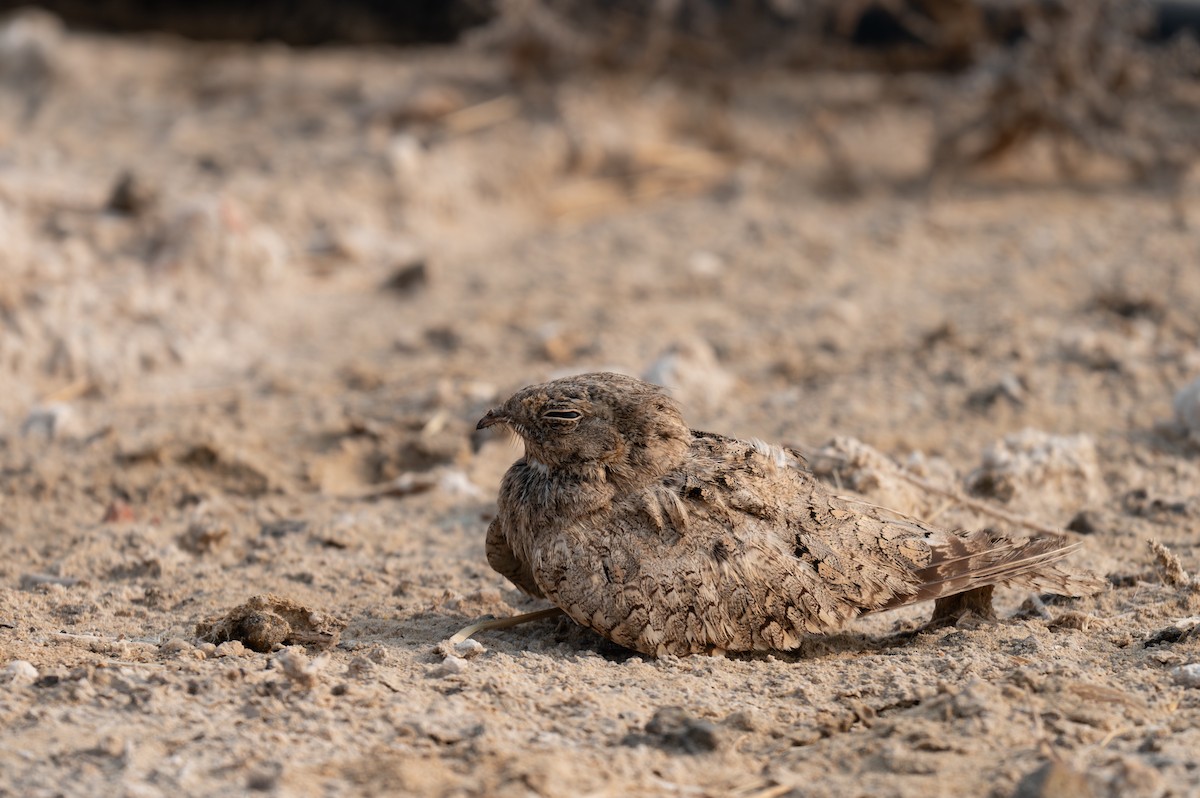 Egyptian Nightjar - ML621814611