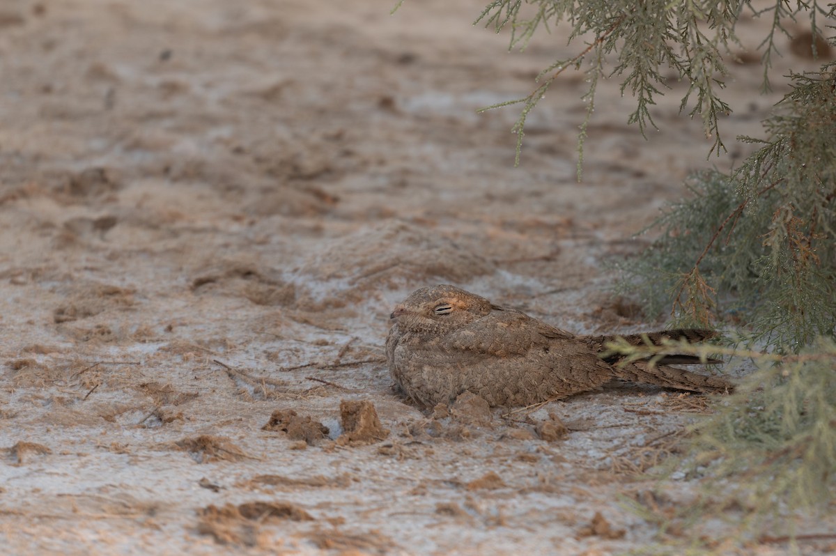 Egyptian Nightjar - ML621814612