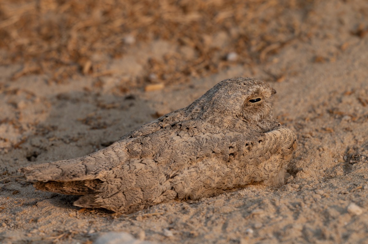 Egyptian Nightjar - ML621814614