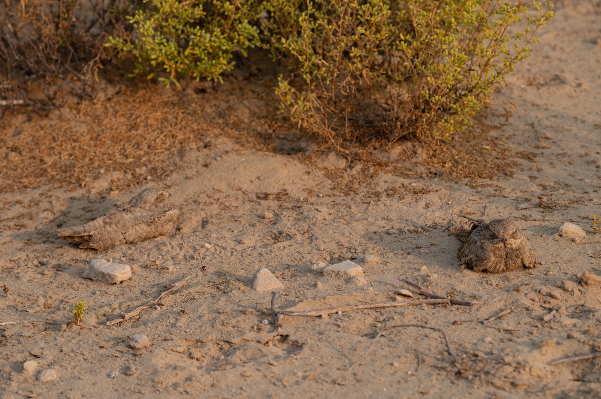 Egyptian Nightjar - ML621814616