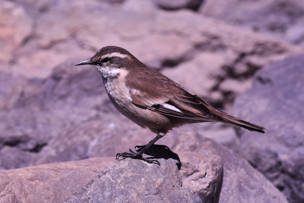 Cream-winged Cinclodes - ML621814648