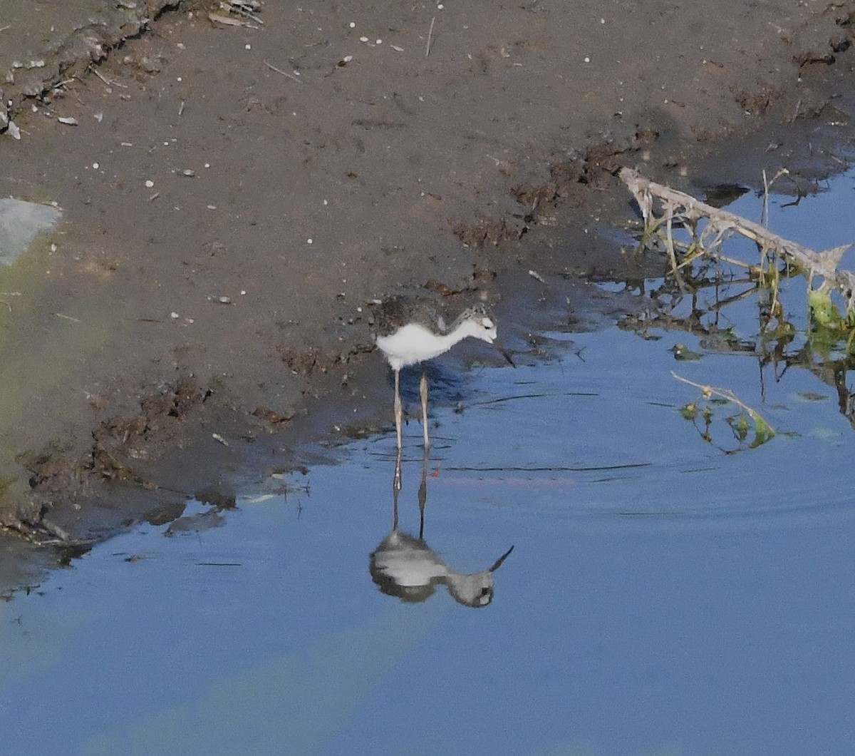 Black-necked Stilt (Black-necked) - ML621814661