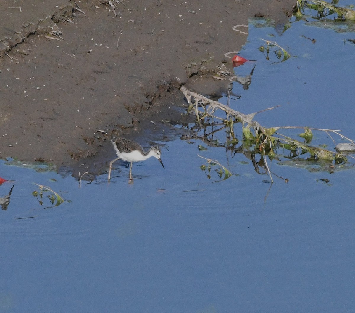 Black-necked Stilt (Black-necked) - ML621814669