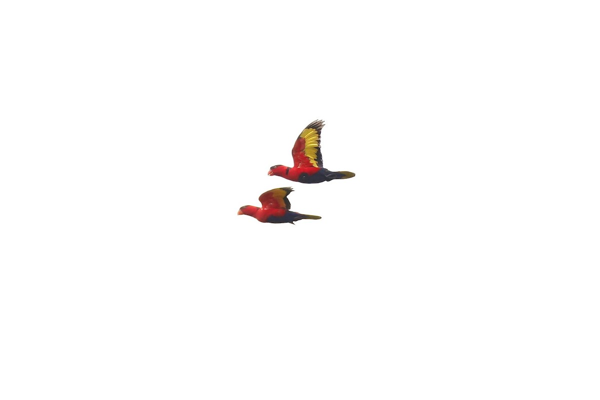 Black-capped Lory - ML621814690