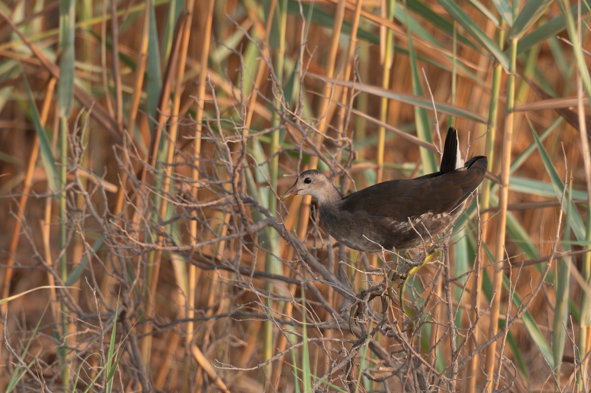 Eurasian Moorhen - ML621814691