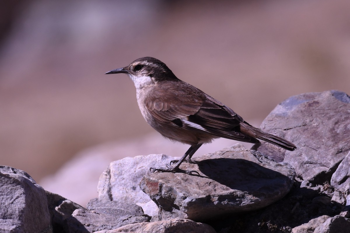 White-winged Cinclodes - ML621814693