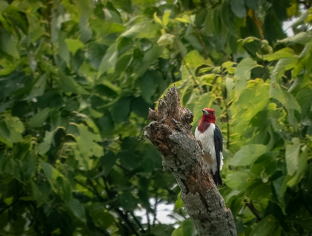 Red-headed Woodpecker - ML621814718