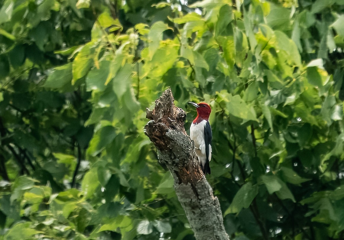 Red-headed Woodpecker - ML621814719