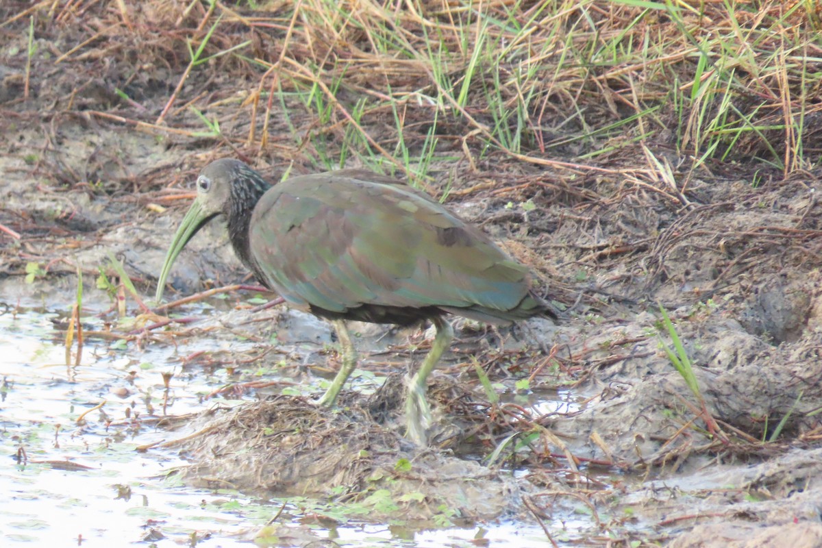 Green Ibis - ML621814727