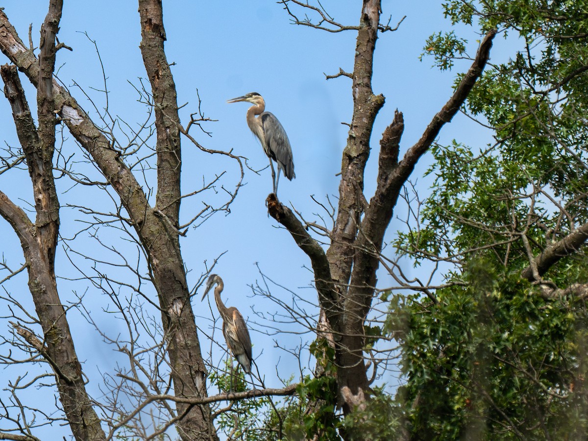 Great Blue Heron - ML621814728