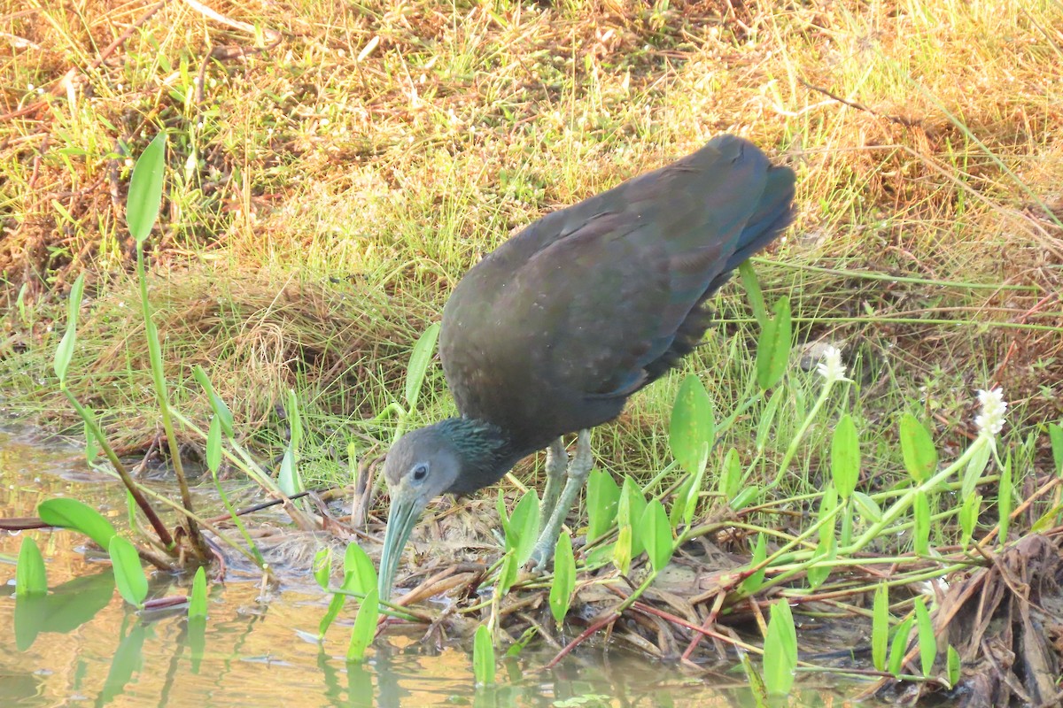 Green Ibis - ML621814736