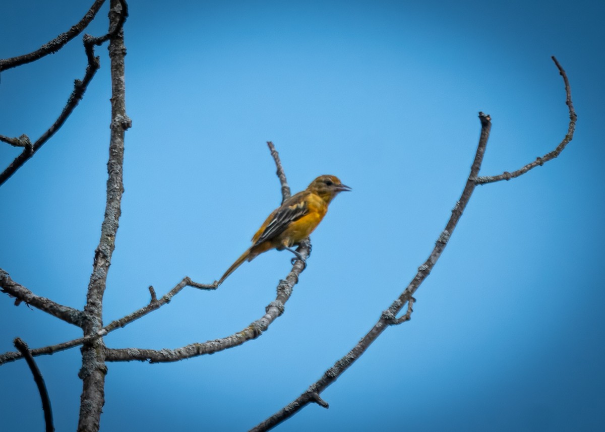 Baltimore Oriole - ML621814743