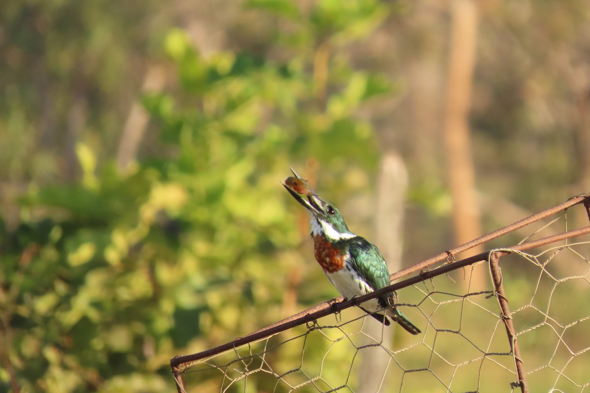 Amazon Kingfisher - ML621814744