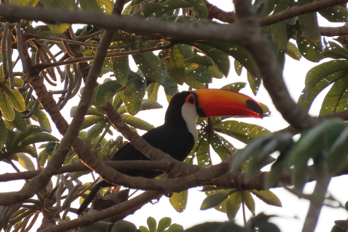 Toco Toucan - ML621814758