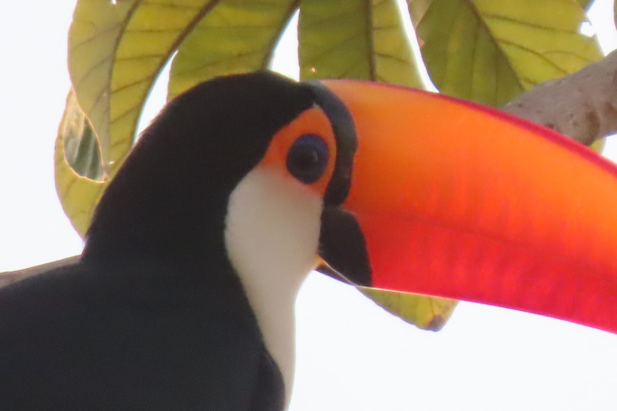 Toco Toucan - ML621814761