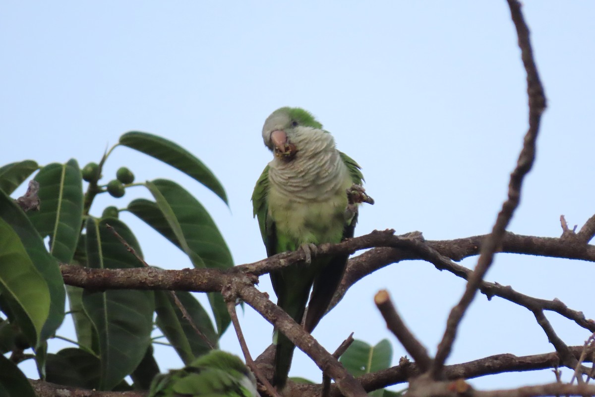 Monk Parakeet - ML621814764