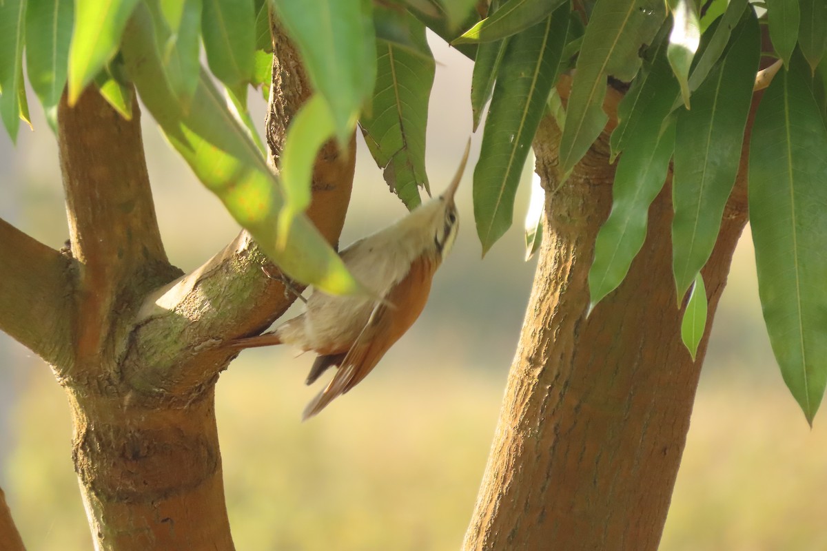 Narrow-billed Woodcreeper - ML621814782