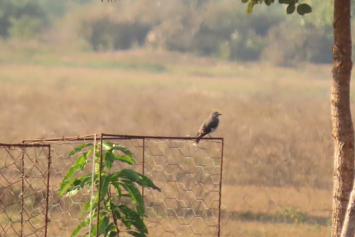 Chalk-browed Mockingbird - ML621814849