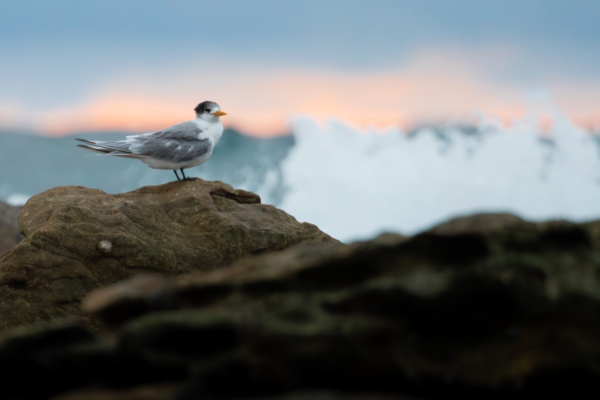 Great Crested Tern - ML621814864