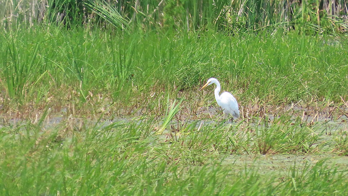 Great Egret - ML621814871