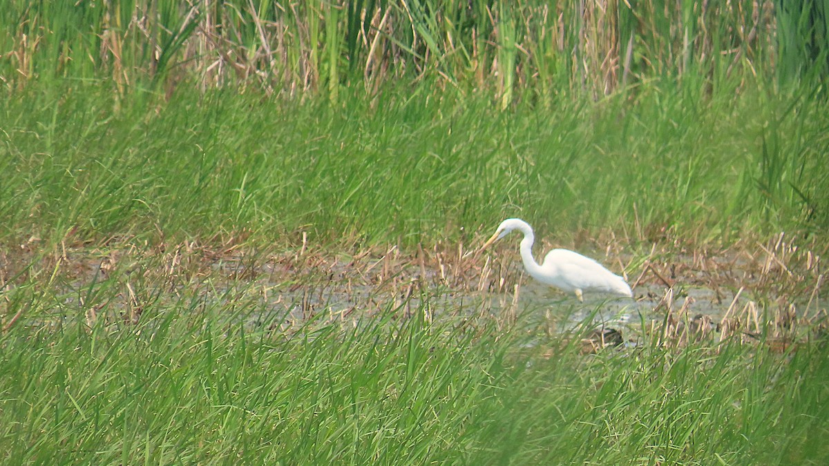 Great Egret - ML621814872