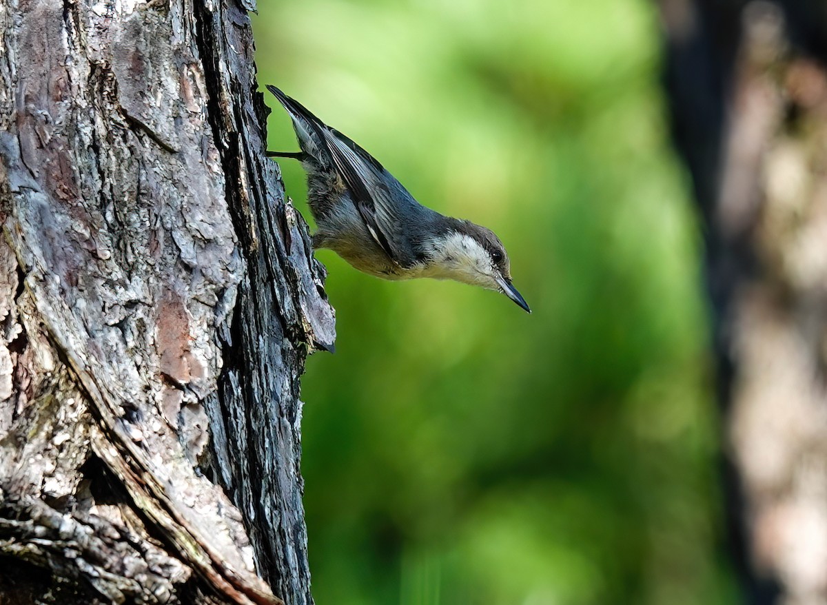Brown-headed Nuthatch - ML621814877