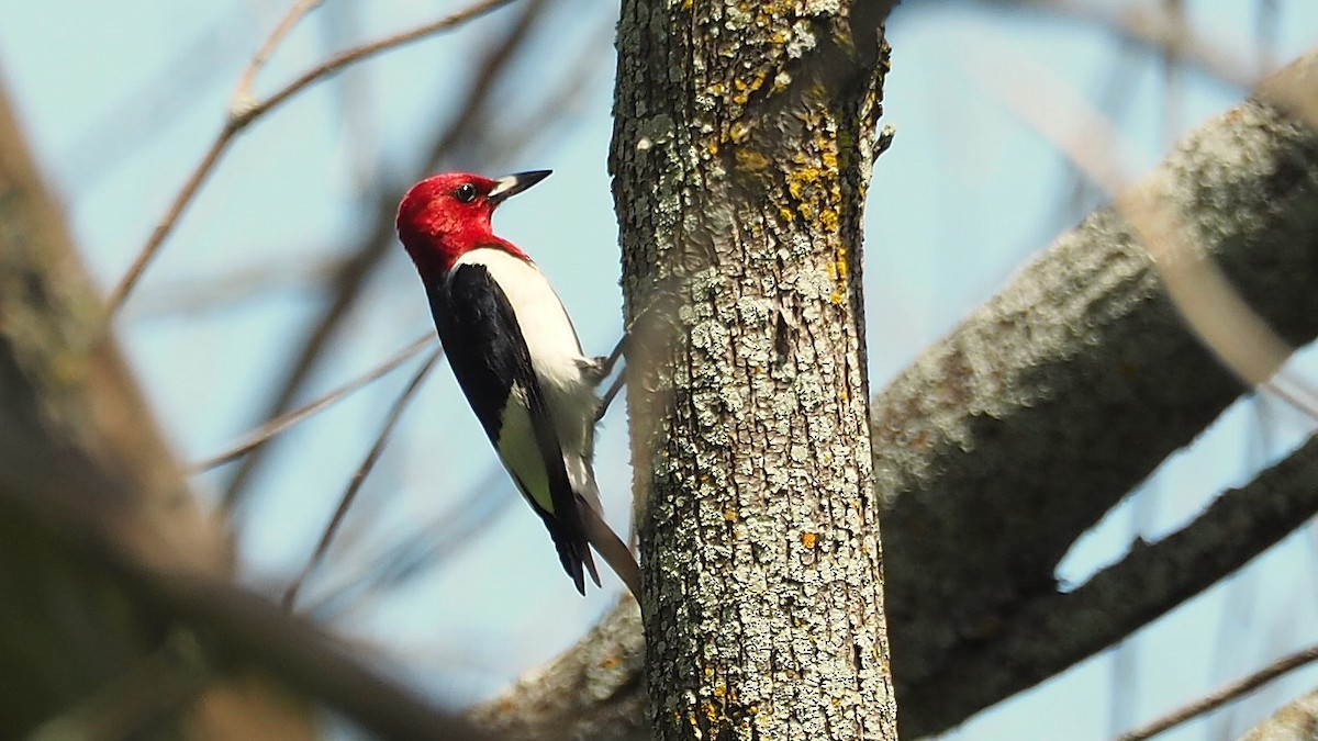 Red-headed Woodpecker - ML621814972