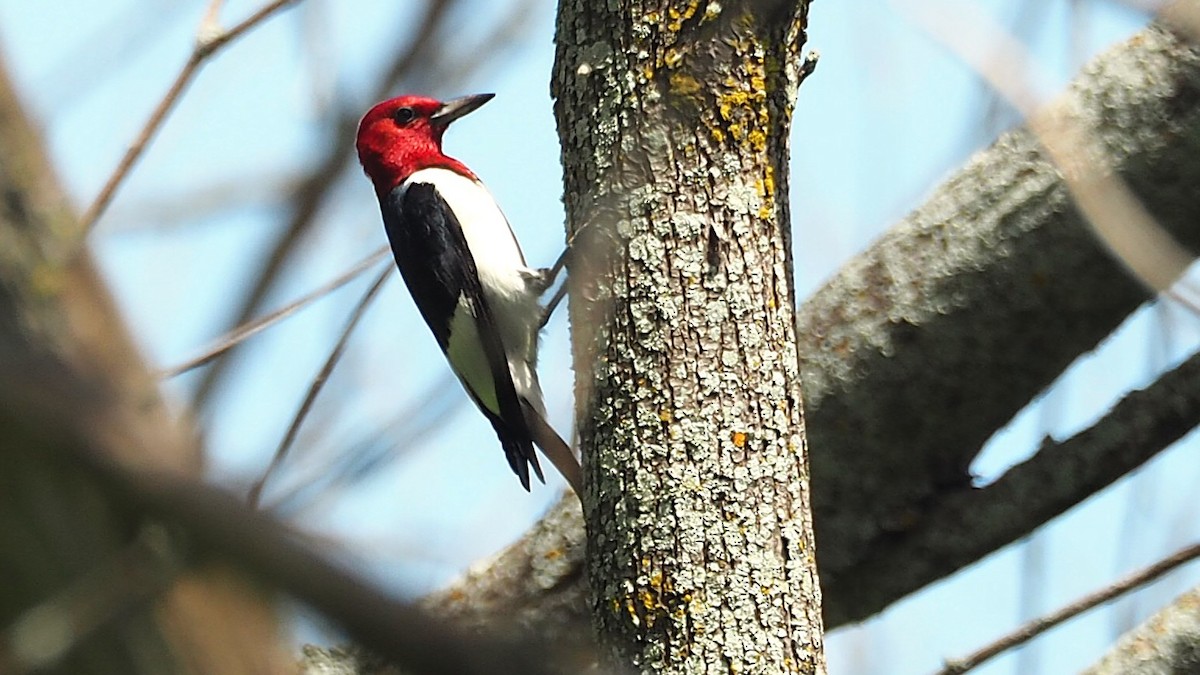 Red-headed Woodpecker - ML621814973