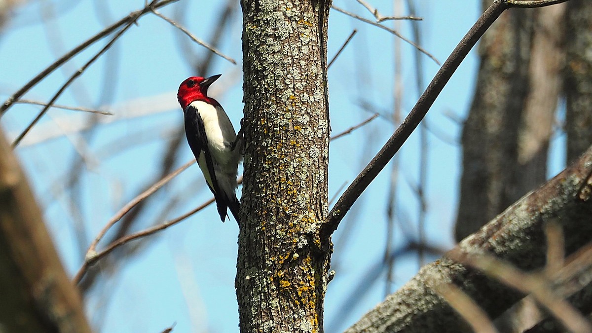 Red-headed Woodpecker - ML621814974