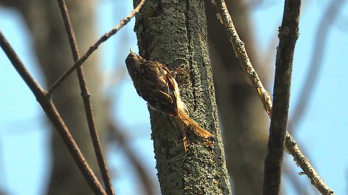 Brown Creeper - ML621815004