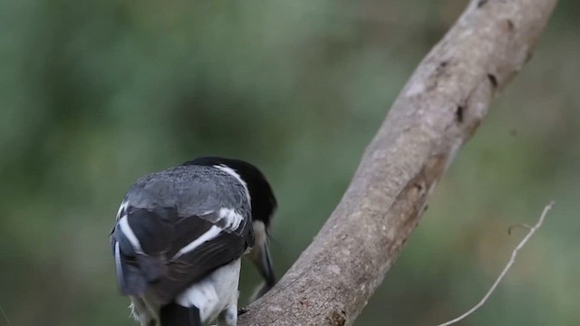 Gray Butcherbird - ML621815048