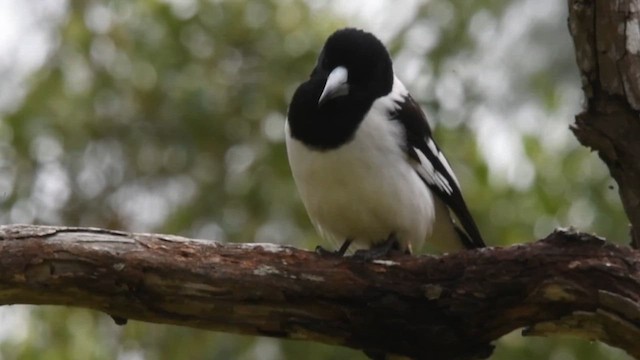 Pied Butcherbird - ML621815064