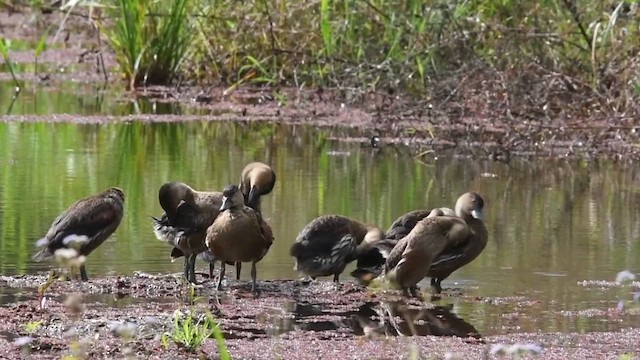 オオリュウキュウガモ - ML621815112