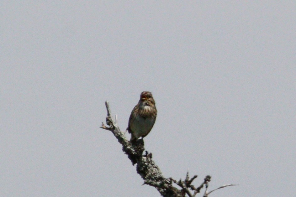 Lincoln's Sparrow - ML621815119