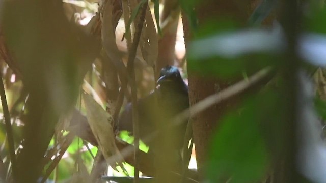 Victoria's Riflebird - ML621815130