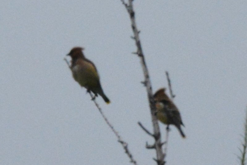 Cedar Waxwing - ML621815209