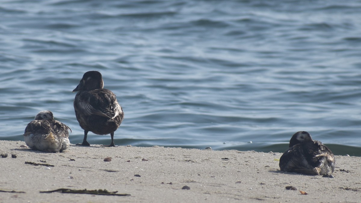 Long-tailed Duck - ML621815249