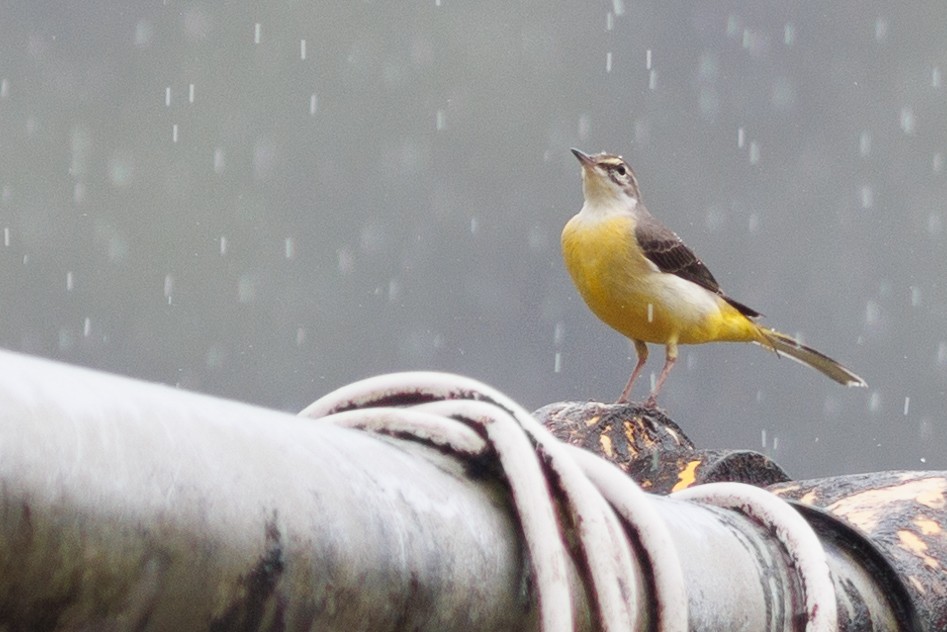 Gray Wagtail - ML621815258