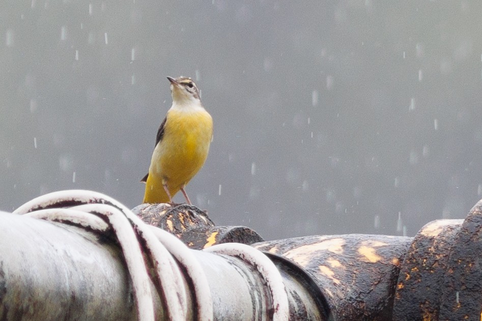 Gray Wagtail - Nathan Goldberg